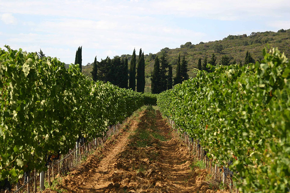 AZIENDA VITIVINICOLA CACCIAGRANDE