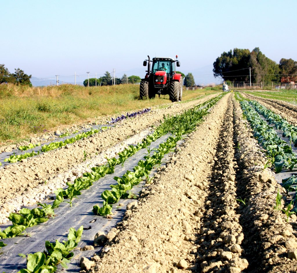 Azienda-Agricola-San-Francesco-Bio-vendita-prodotti-biologici-online-Maremma-Toscana-trattore-nel-campo